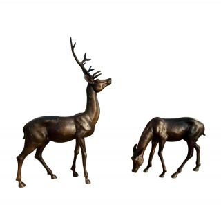 鹿所代表的含义有哪些