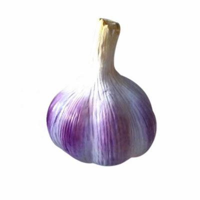 玻璃钢仿真大蒜