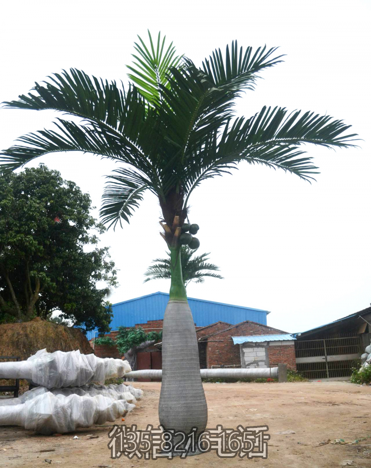 仿真椰子树
